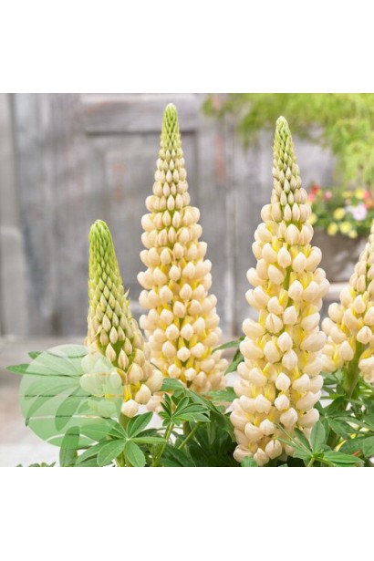 Кущ люпину Yellow Shades із високими квітконосами в період цвітіння